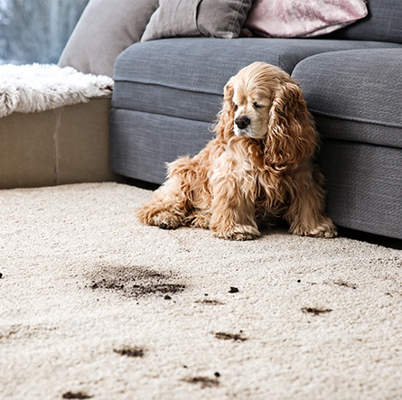 Best Pet Stain Carpet Cleaner Melbourne