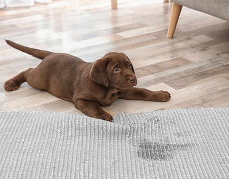 What to Ask a Carpet Pet Stain Removal Service Before Hiring? 