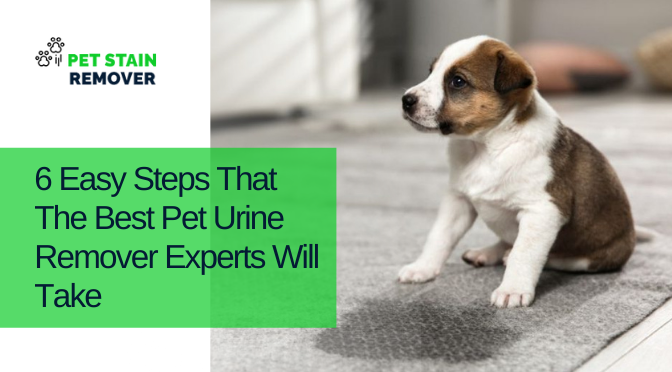6 Easy Steps that the Best Pet Urine Remover Experts Will Take