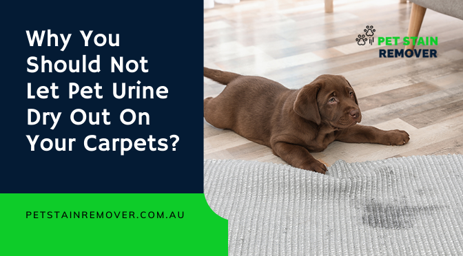 Why You Should Not Let Pet Urine Dry Out On Your Carpets?