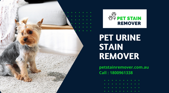 Why Do You Need the Best Pet Stain Carpet Cleaners To Clean Pet Urine Fast?