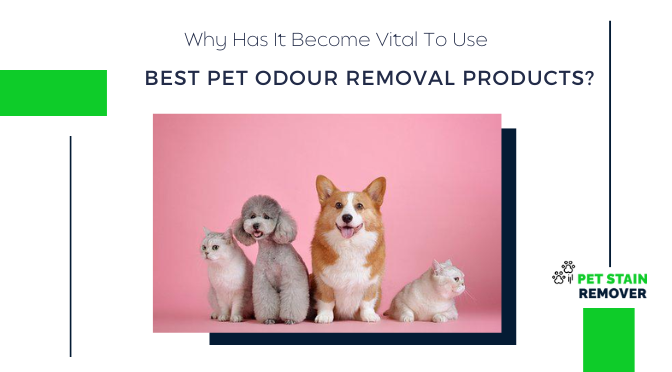 Why Has It Become Vital To Use Best Pet Odour Removal Products?