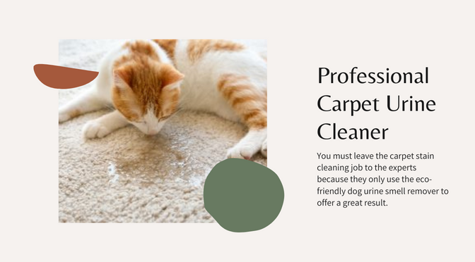 What Is The Smart Way To Remove Dog Urine Smell From The Carpets?