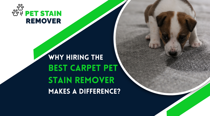Why Hiring the Best Carpet Pet Stain Remover Makes a Difference?