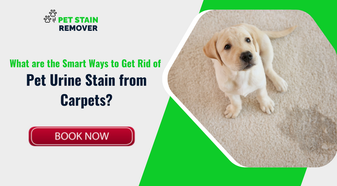 What Are The Smart Ways To Get Rid Of Pet Urine Stain From Carpets 