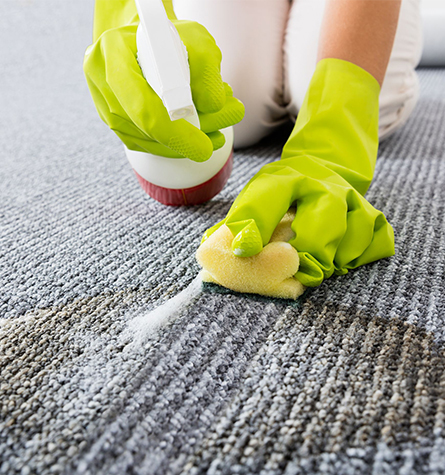 carpet pet stain removal service melbourne