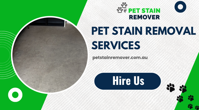 Why Professional Pet Stain Removal Services Are Worth the Investment