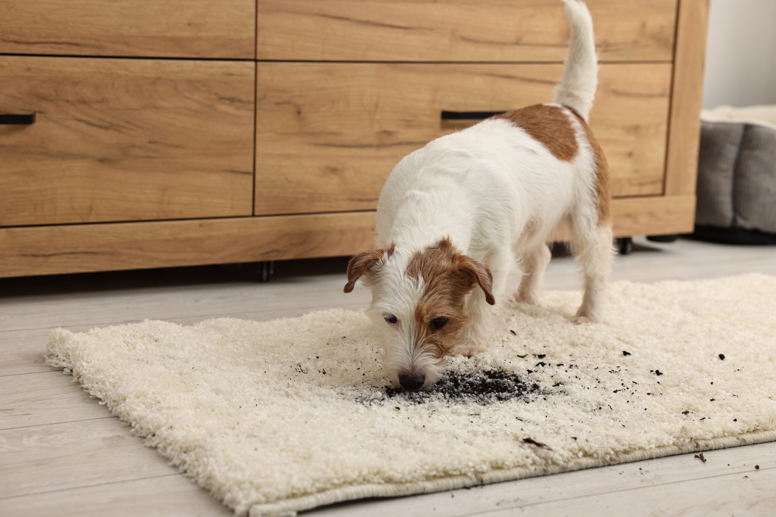 Pet-friendly carpet solutions