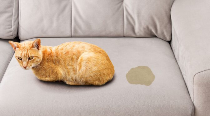 Why Is Speed Critical When Dealing with Pet Stains?