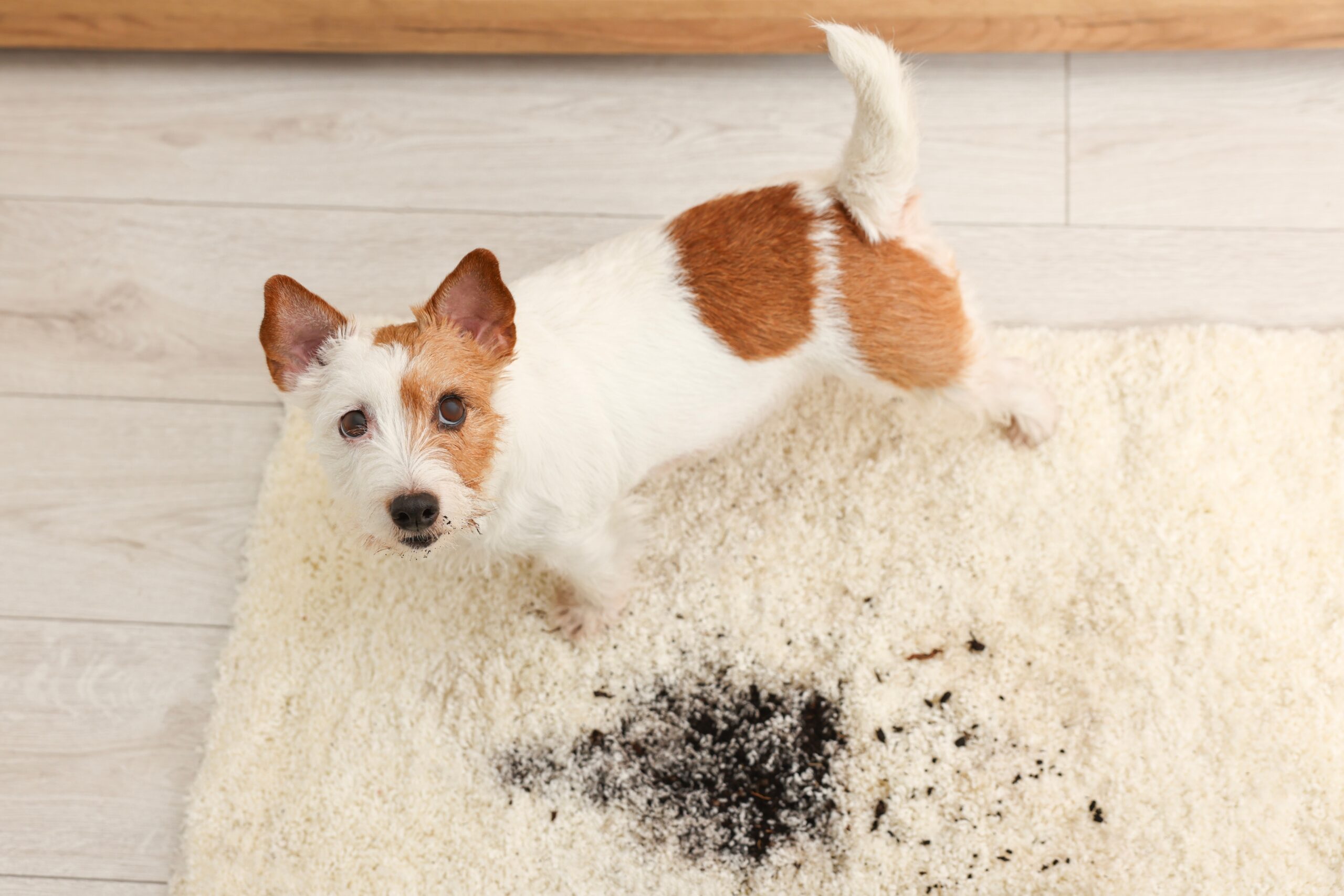 Rug care Melbourne experts