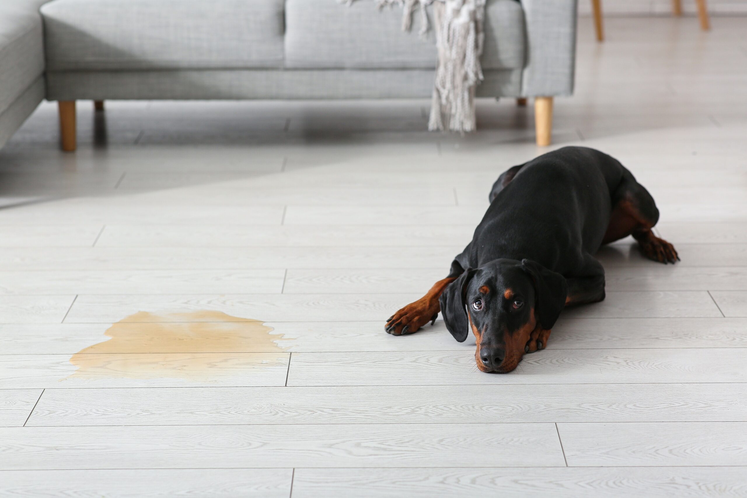 Quick pet stain removal 