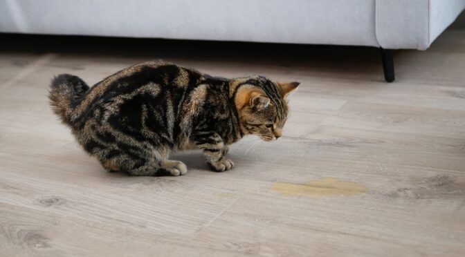 How Can a Regular Pet Stain Cleaning Schedule Keep Your Home Fresh?