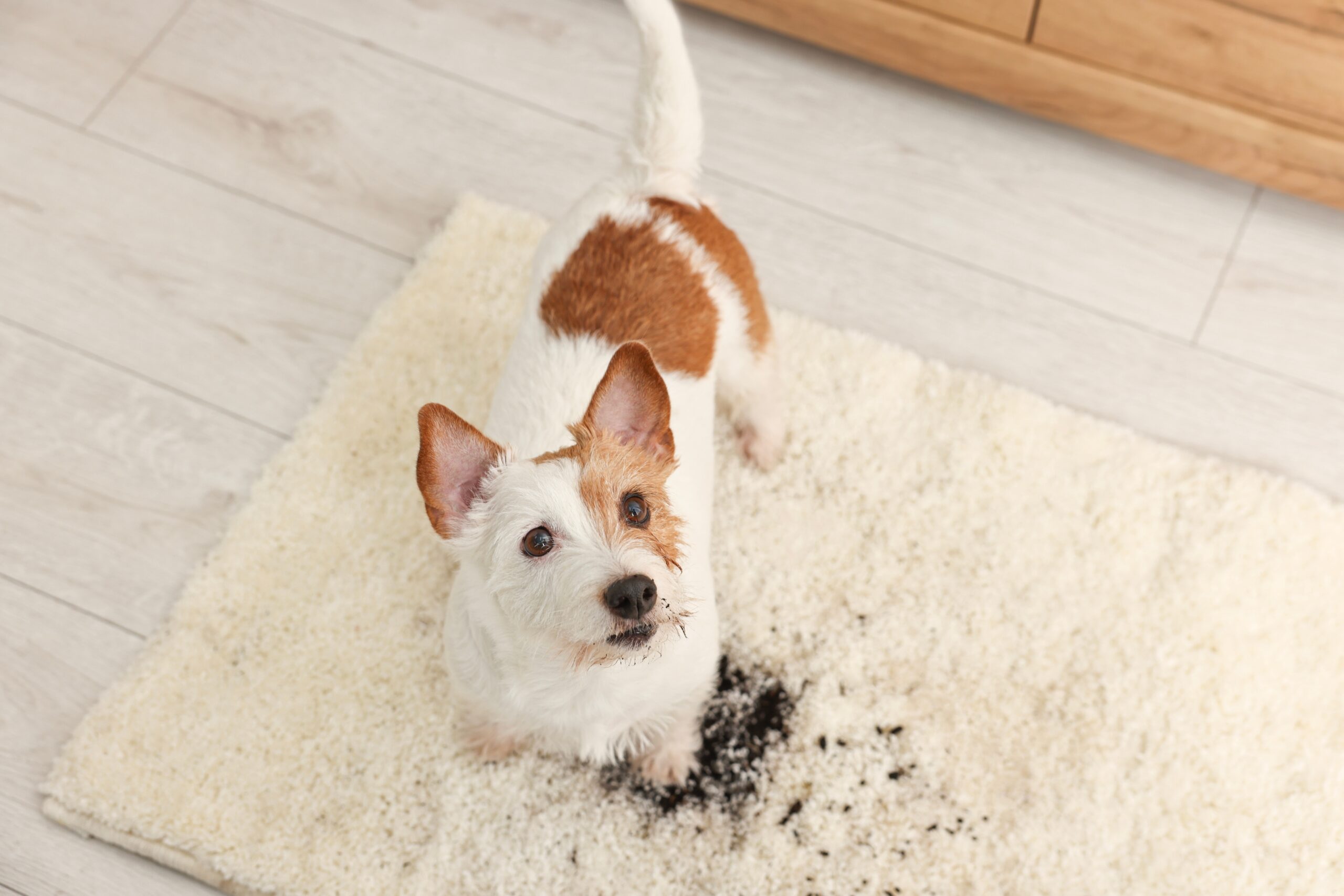 Carpet cleaning schedule tips 