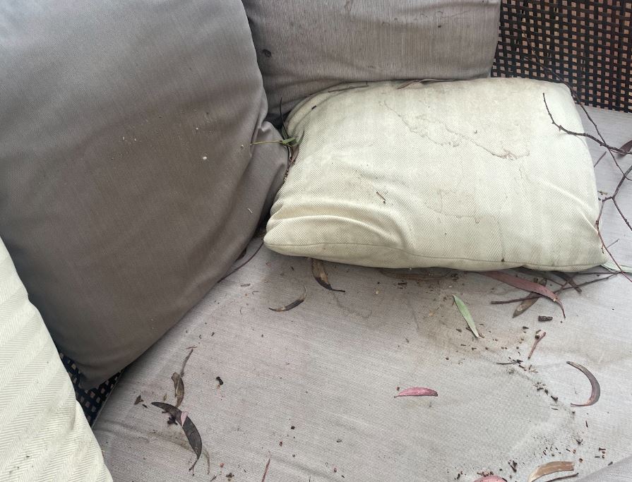 Pet-friendly stain removal Melbourne 