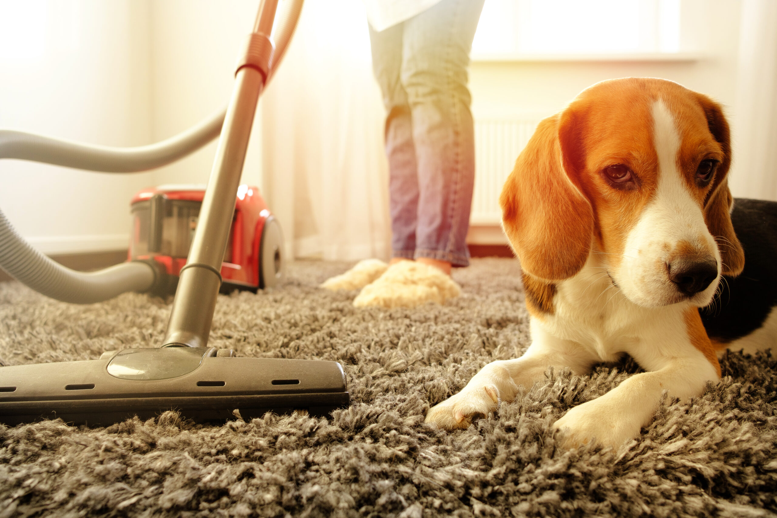 natural carpet care Melbourne