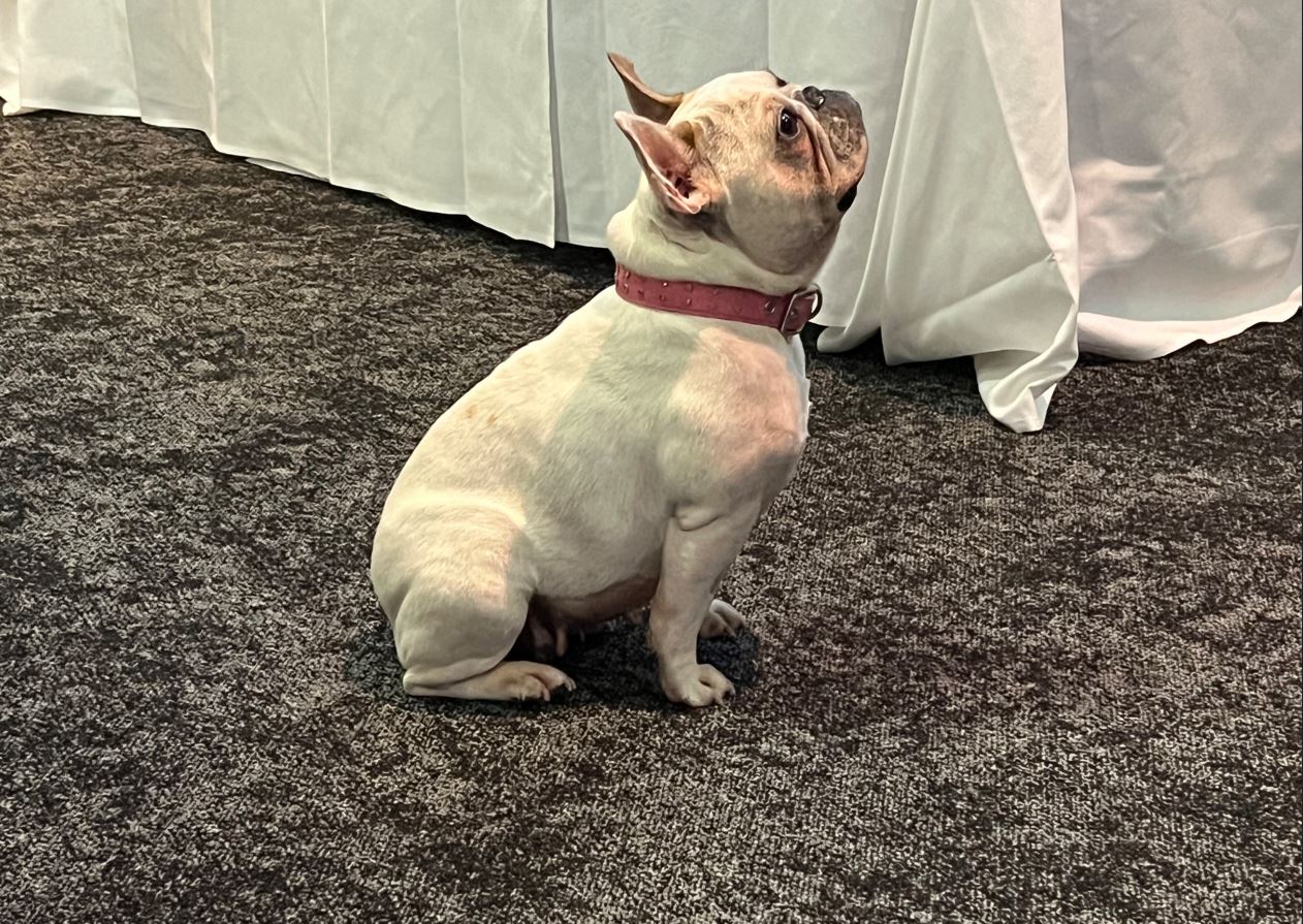 Pet odour removal for rentals