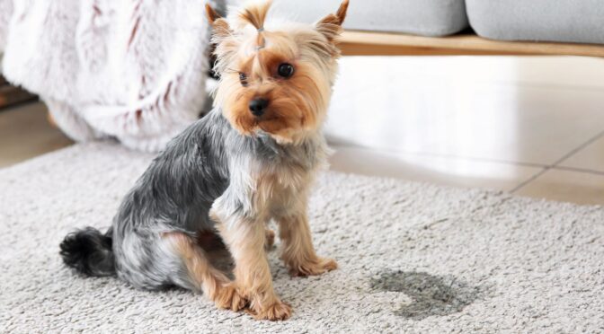 How Do Experts Handle Pet Stains on Antique Rugs?