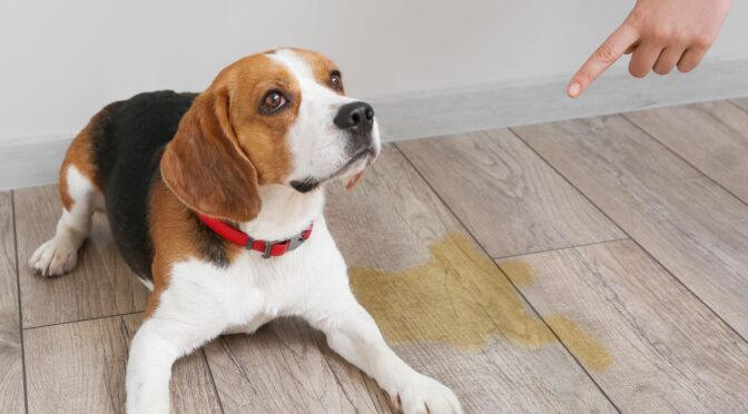 How Can Professional Cleaning Eliminate Lingering Pet Smells?