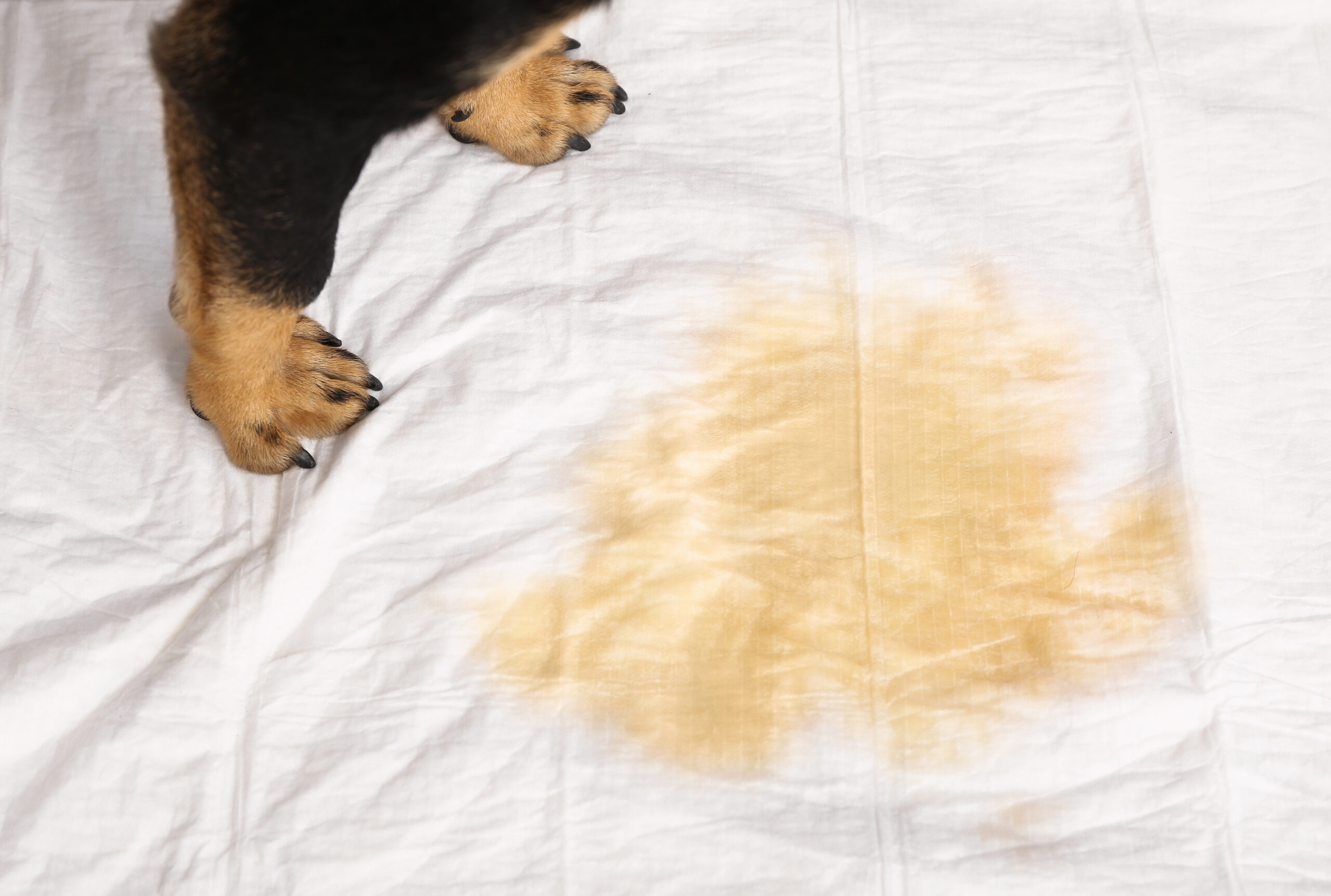 pet odour removal Melbourne