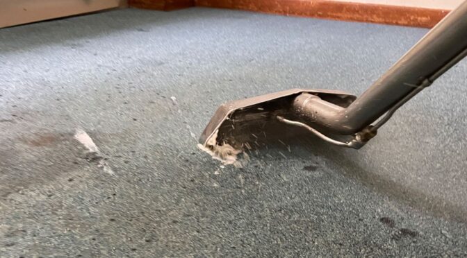 Why Are Pet Stain Removal Services Essential for Rental Properties?