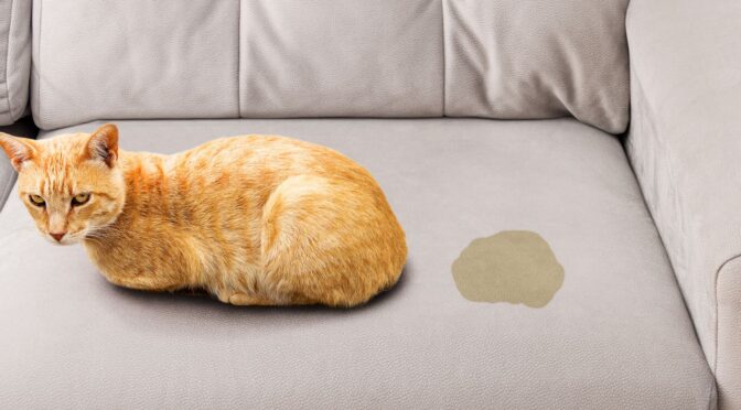 How Do Professional Services Handle Repeated Pet Staining?