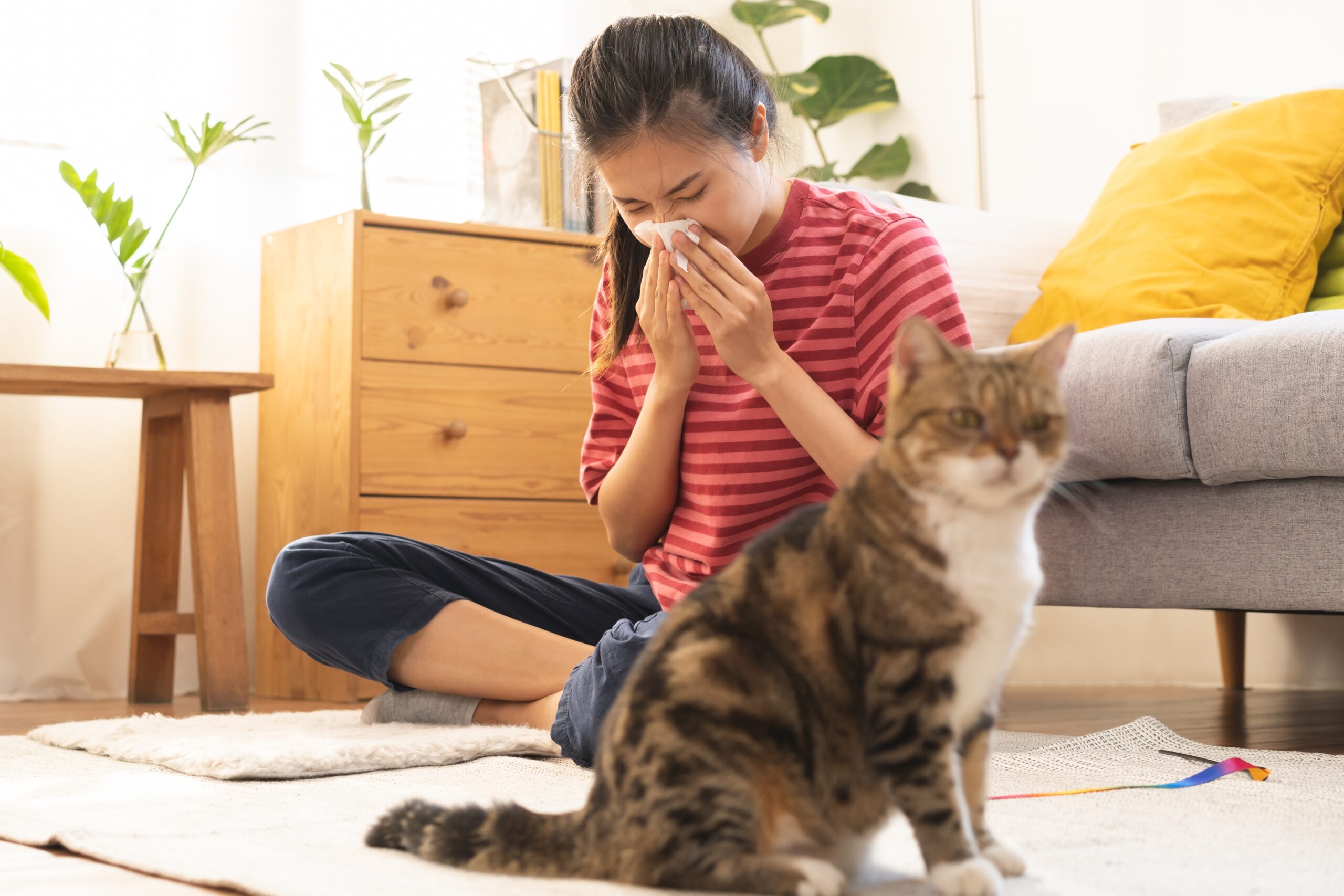 Professional pet stain removal service in Melbourne