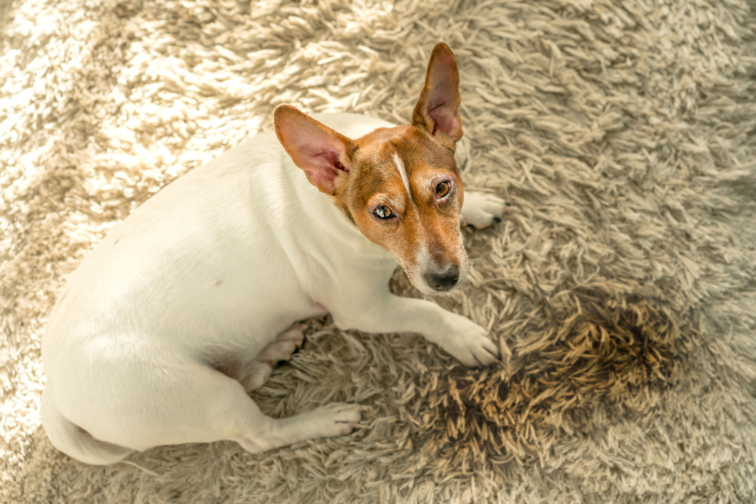 Small dog sitting on beige carpet next to visible pet urine stain