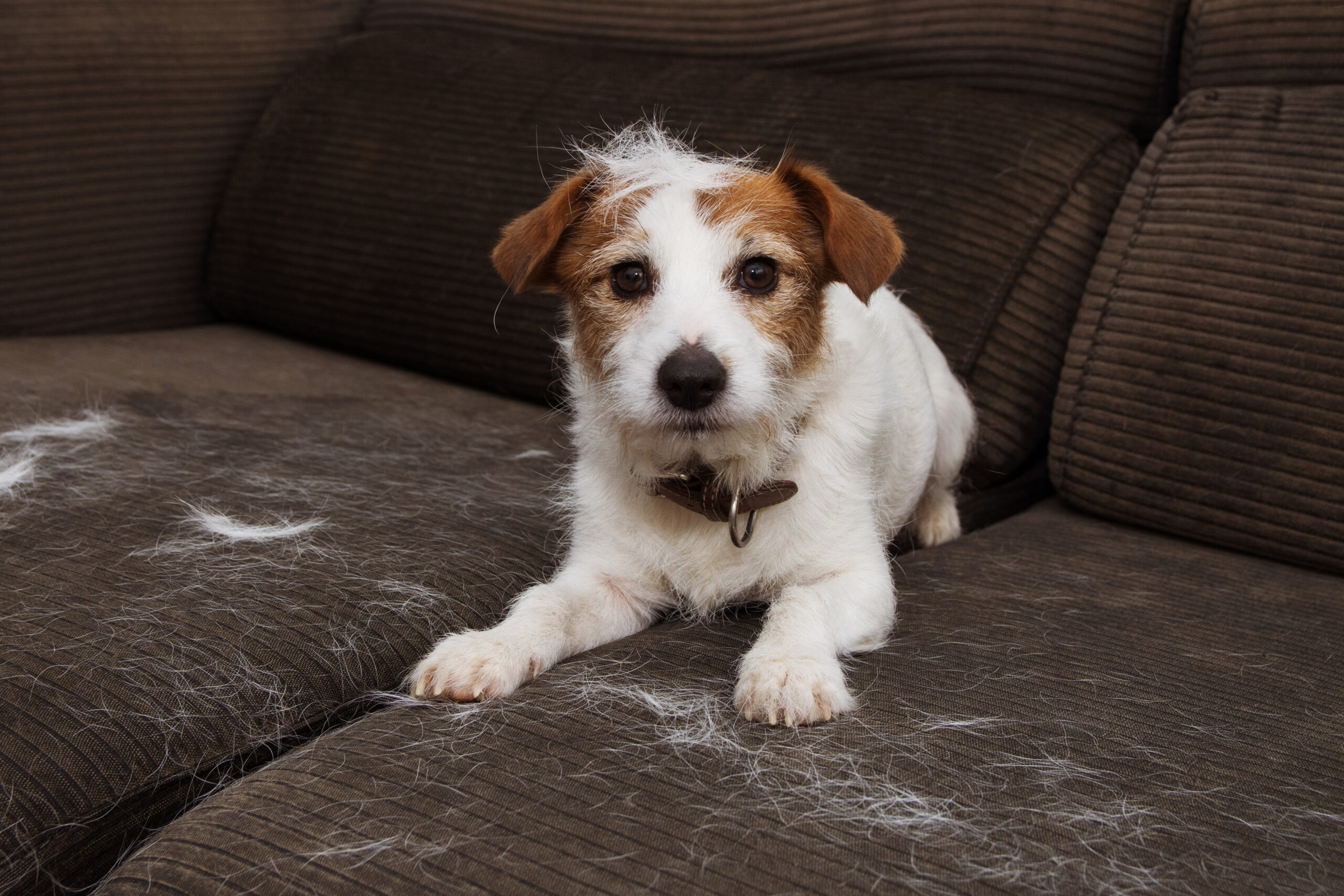 Small dog lying on brown sofa covered with pet hair
