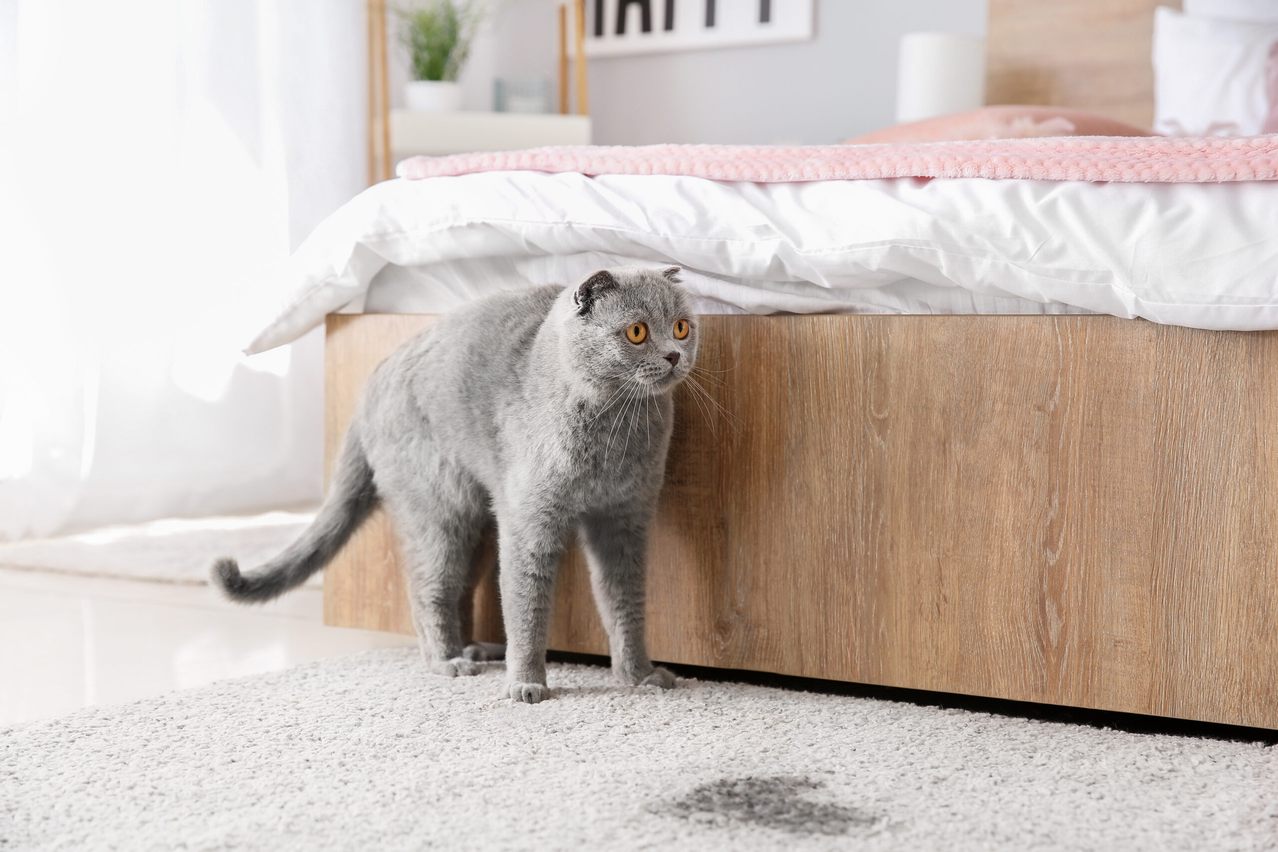Cat standing beside a bed near a visible urine stain on carpet, showing why pet urine stains return if odors and moisture are trapped deep in flooring.