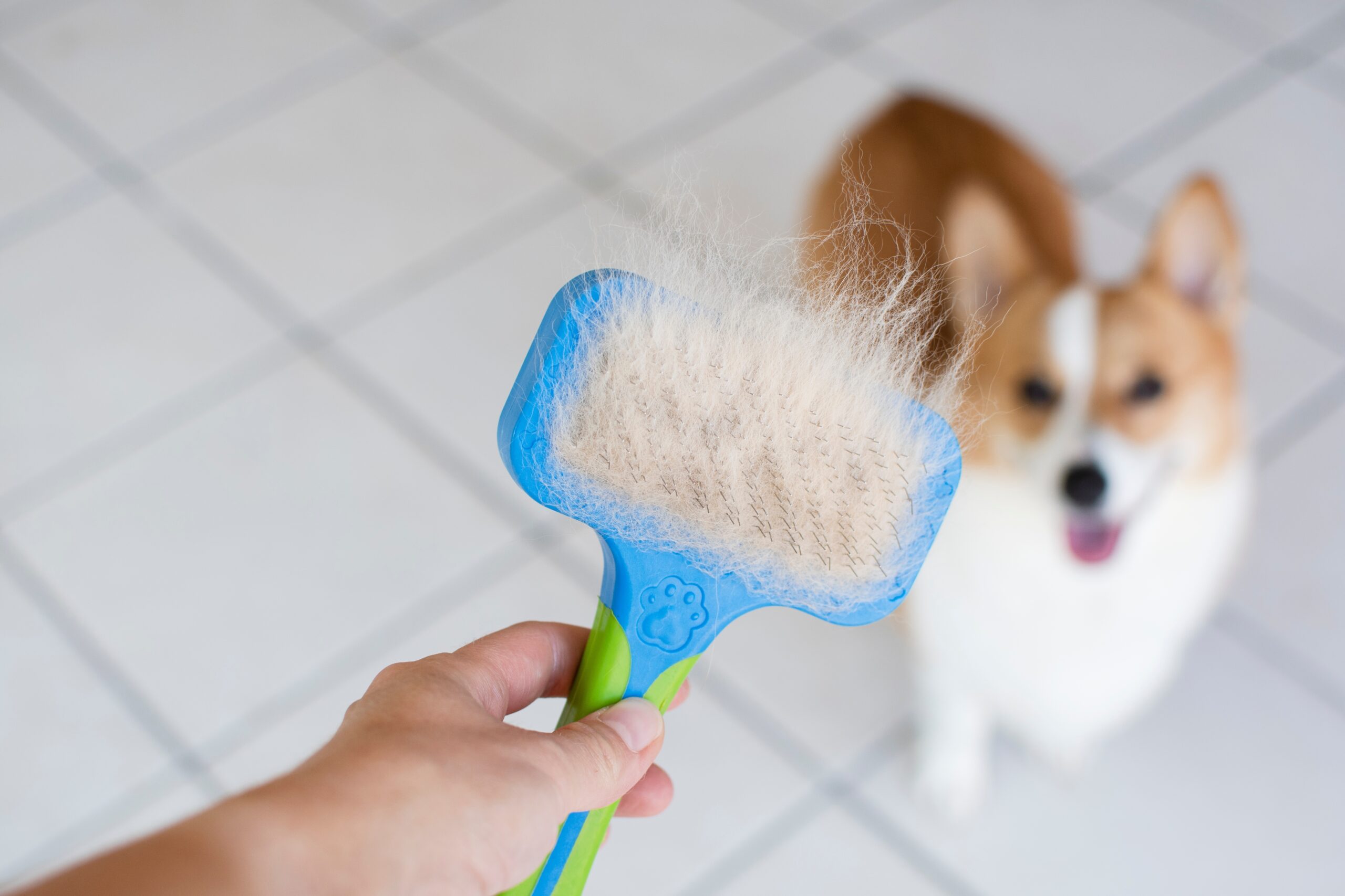 Pet owner holding a grooming brush full of dog hair with a dog in the background, highlighting pet mess cleaning solutions for shedding, fur control, and home cleanliness.