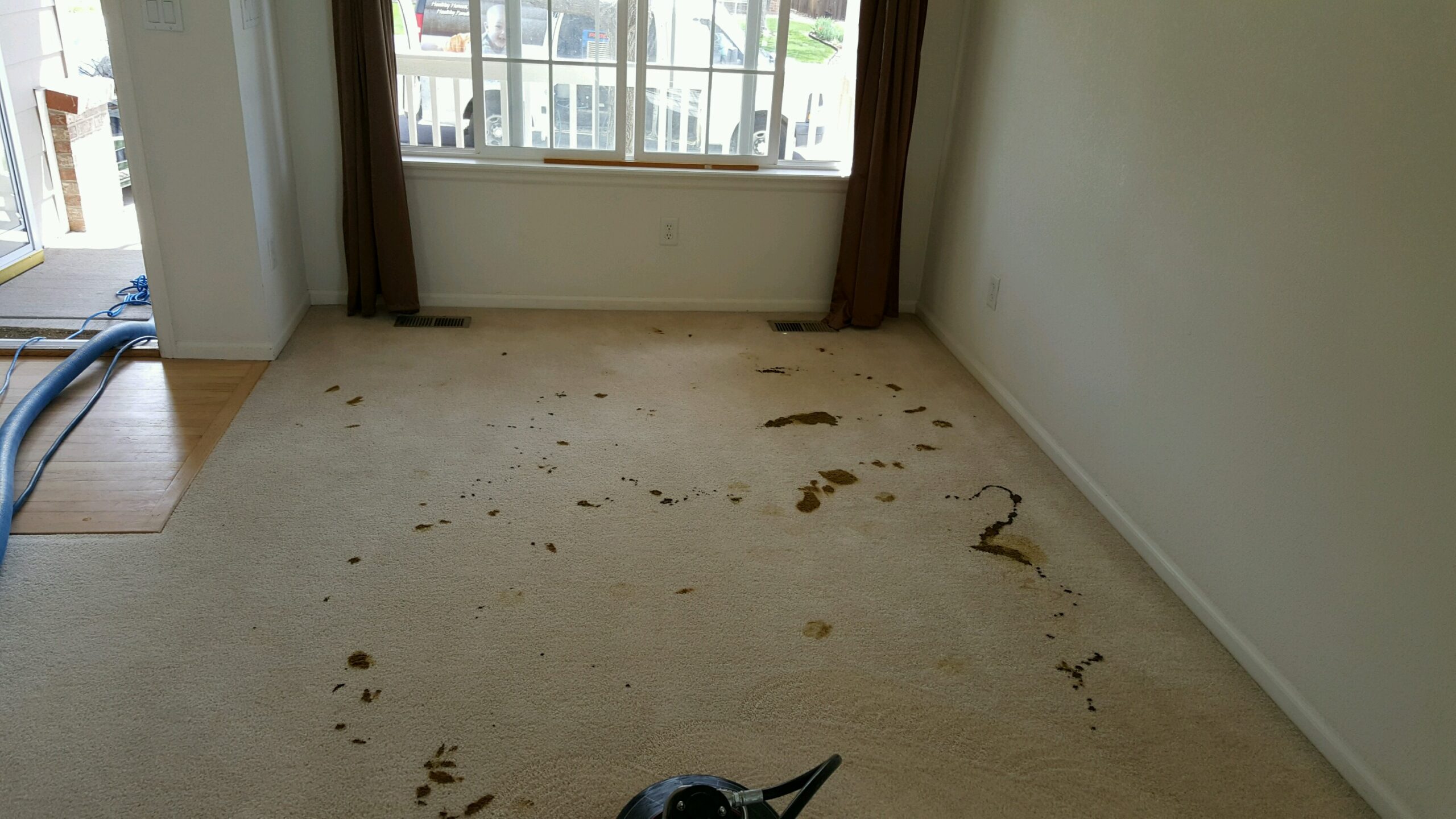 Empty room with beige carpet heavily soiled by muddy footprints and stains, a window with brown curtains, and carpet cleaning equipment visible near the doorway.