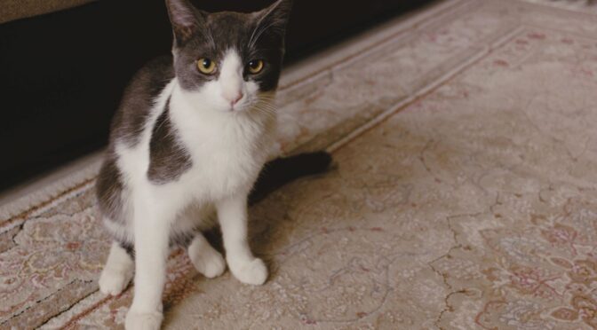 Gray and white short-haired cat with yellow eyes sitting on a patterned beige rug indoors, looking directly at the camera.
