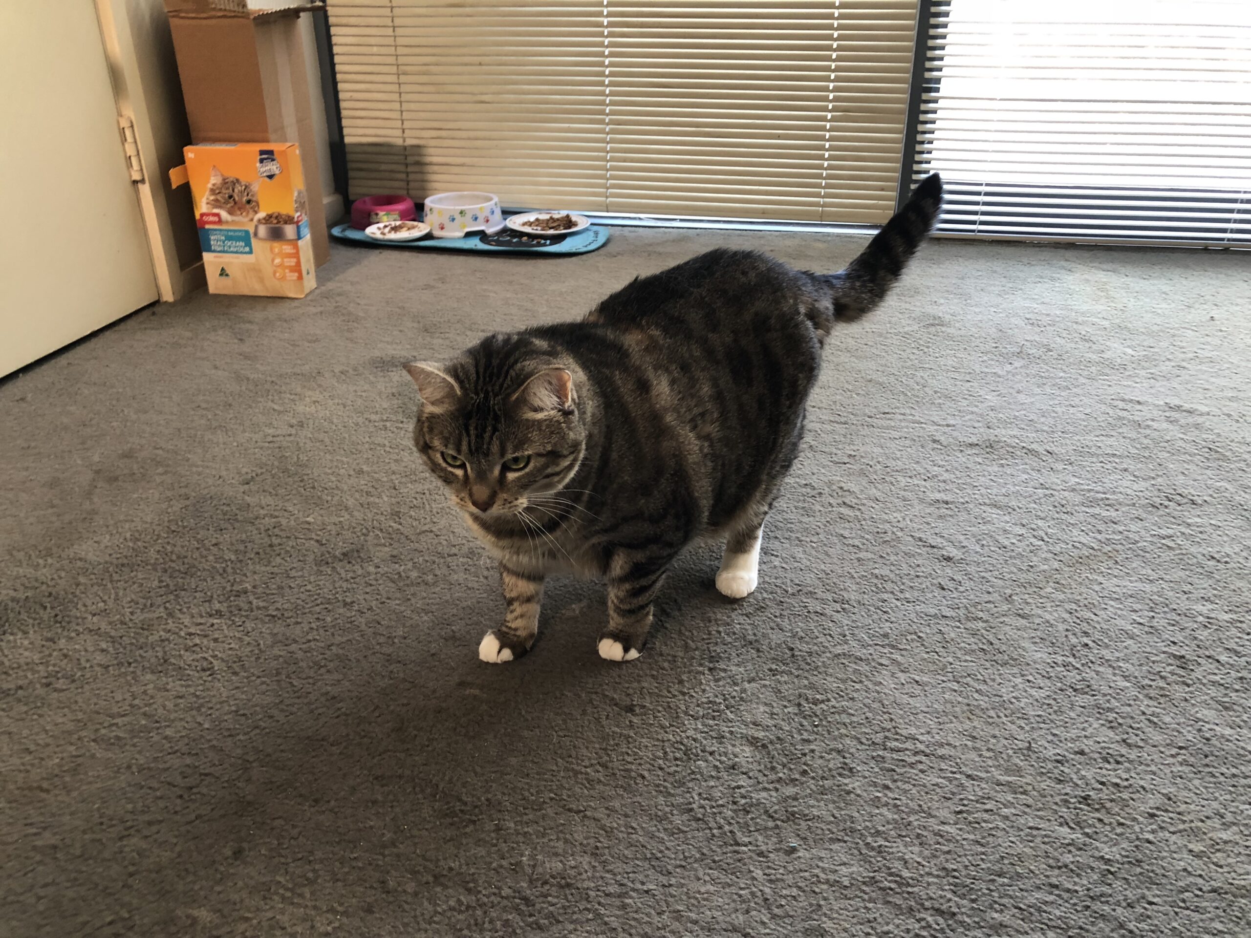 vinegar pet urine cleaning