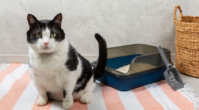 Professional pet odour removal service eliminating pet smells from carpets and upholstery