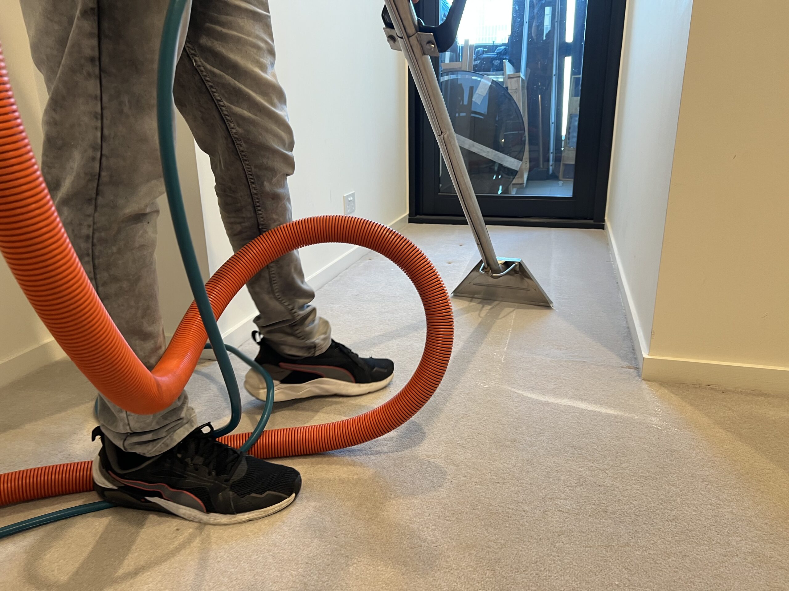 pet stains affect hygiene