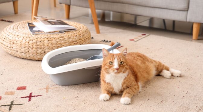 Freshen Up After Your Pet: Preventing New Accidents on Clean Carpets