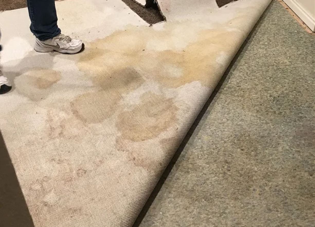 reliable pet stain services