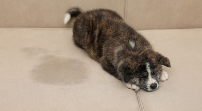 Pet Stain removal