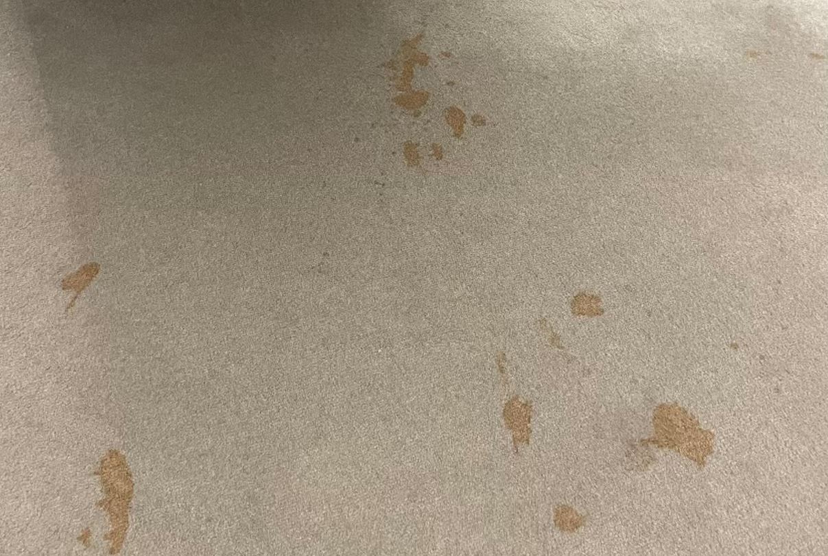 cat urine upholstery cleaning